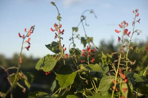 Plants in the garden. The background is made of thin branches of a green plan Stock Photos