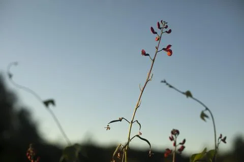 Plants in the garden. The background is made of thin branches of a green plan Stock Photos