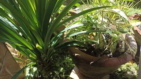 Plants in the garden blown by the wind Stock Footage 227810494