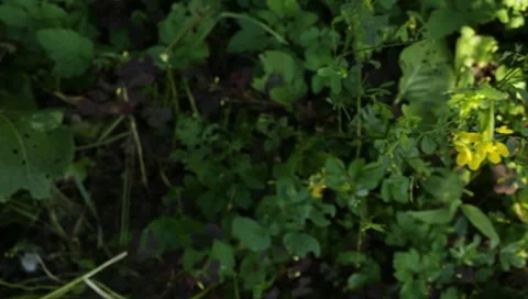 The plants in the garden Stock Footage 8650233