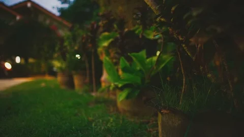 Plants in the garden Stock Footage 77268764