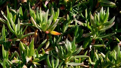 Plants in the garden Stock Footage 77872620