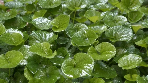 Plants in the garden Stock Footage 127179304