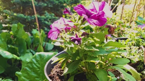 Plants in the garden Stock Footage 311773450