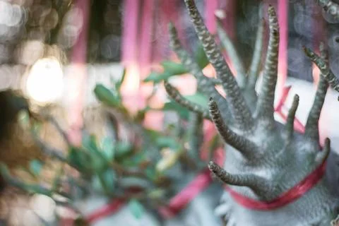Plants in garden. Foto stock