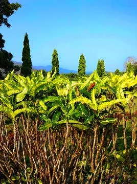 Plants in a Garden Stock Photos