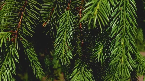 Plants in the garden1 Stock Footage 311773441