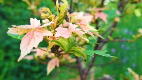 Plants in the garden2 Stock Footage 311773437