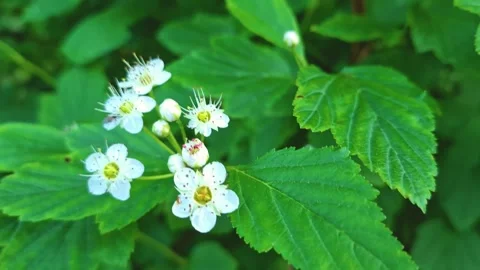 Plants in the garden3 Stock Footage 311773430