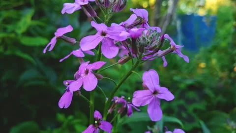 Plants in the garden4 Stock Footage 311773426