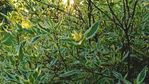 Plants in the garden5 Stock Footage 311773425