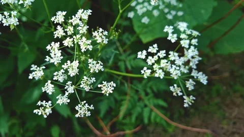 Plants in the garden6 Stock Footage 311773421