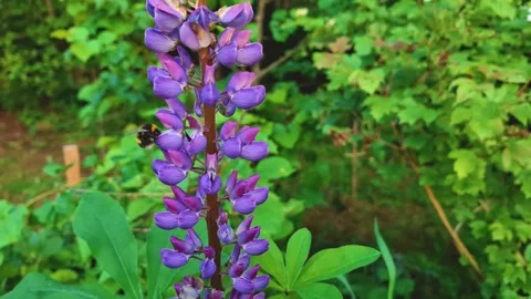 Plants in the garden7 Stock Footage 311773419