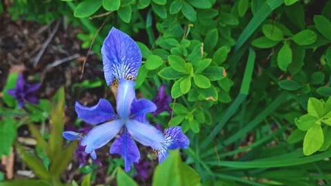 Plants in the garden8 Stock Footage 311773415