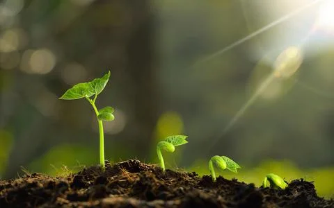 Plants that germinate in spring Stock Photos