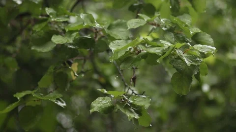  plants get wet in the rain Stock Footage 123799498