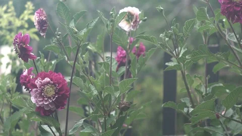  plants get wet in the rain 스톡 동영상 123799654