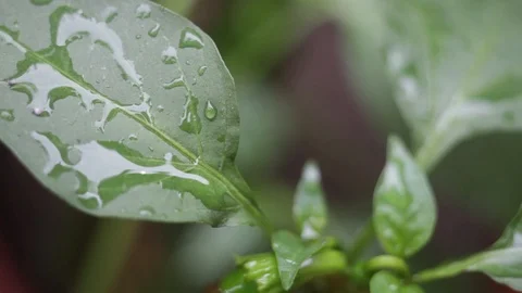  plants get wet in the rain Stock Footage 123799756