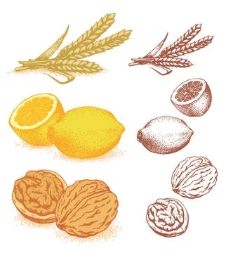 Plants grain lemon walnut vector 库存插图
