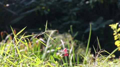 Plants grass and insects blowing in gentle breeze Stock Footage 38732944