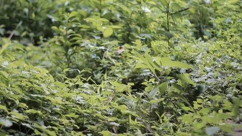 Plants with grass Close Up Stock Footage 233958645
