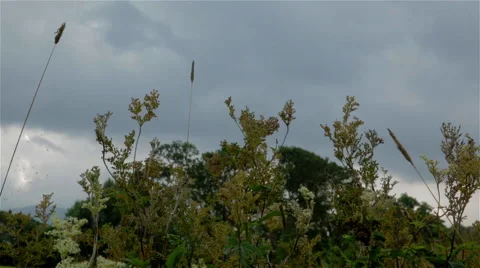 Plants, Grasses &amp; Sky - Low Angle Stock Footage 49508259
