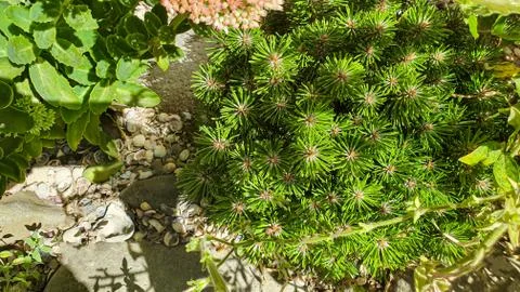 Plants on a gray stone background. Branches with green leaves, watermelon. Su Foto stock