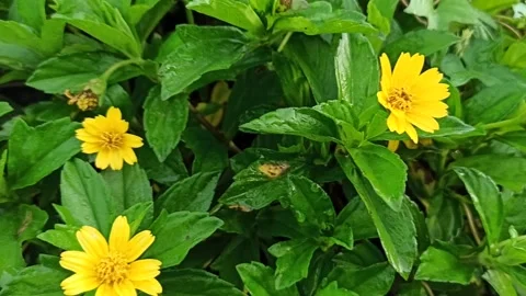 Plants green Video stock 150003725