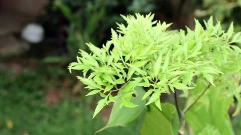 Plants with green leaves Stock Footage 248623801