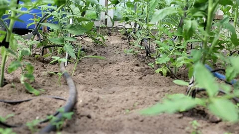 Plants in the greenhouse are watered using drip irrigation. Modern equipment for Video stock 141637994