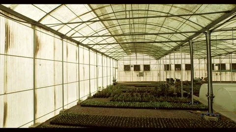 Plants at greenhouse. Stock Footage 64023733
