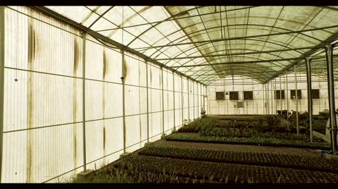 Plants at greenhouse. Stock Footage 64023787