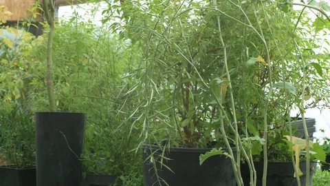 Plants in greenhouse Stock Footage 102904743