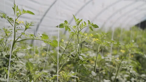 Plants in a greenhouse Stock Footage 138464137