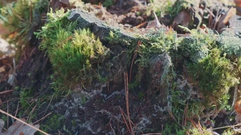 Plants that grew on an old stump Stock Footage 157598153