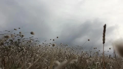 Plants in the ground moving with strong wind Stock Footage 315189087
