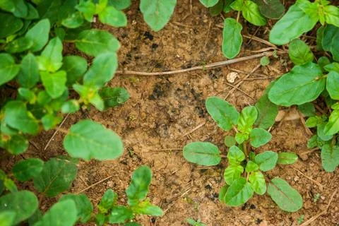 Plants on the ground. Stock Photos