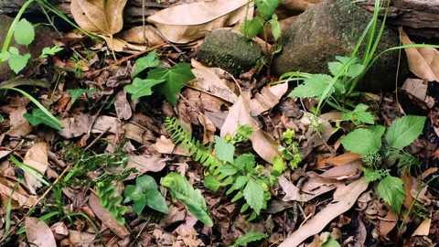 Plants on ground in Semuc Champey, time lapse Stock Footage 137488170