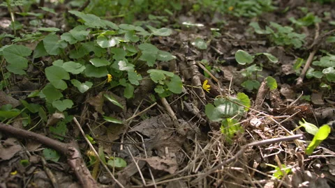 Plants on the ground in the woods Stock Footage 253386580