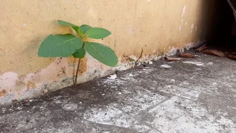  plants that grow between walls Stock Footage 286331510