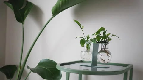 Plants grow in clear bottles on a table with green design Stock Footage 337285846