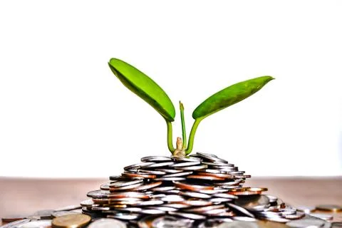 Plants that grow on coins saving concept and white background Stock Photos