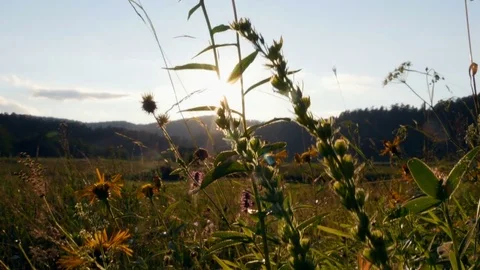 Plants grow in the field Stock-Footage 80135244