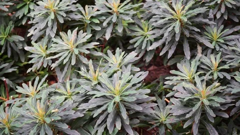 Plants that grow on the forest floor Stock Footage 118084395