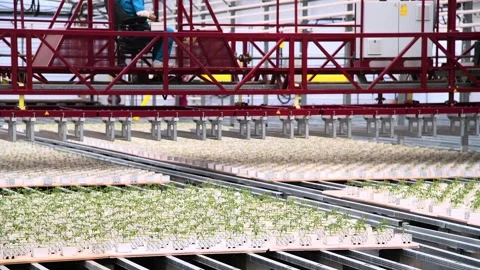 Plants grow in a greenhouse Stock-Footage 328831707