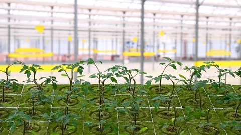Plants grow in a greenhouse Stock-Footage 328831791