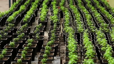 Plants grow in a greenhouse Video stock 339764680