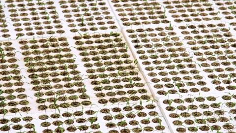 Plants grow in a greenhouse Vídeo Stock 339765610
