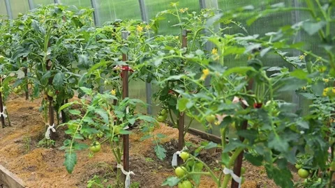 Plants grow in a greenhouse setting focused on vegetable cultivation. The Stock Footage 344670324