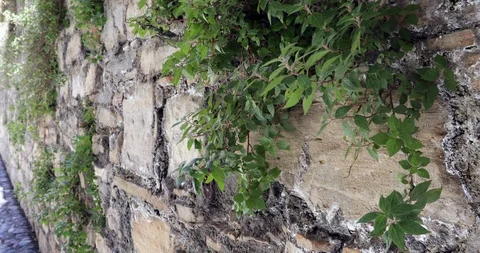 Plants grow inside a wall - 4k footage high quality Stock Footage 124789812